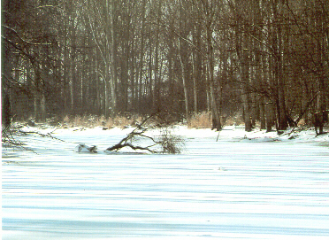 Foto: Rolf Bäppler aus: Rheinauen-Bedrohtes Paradies am Oberrhein